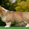 вельш корги пемброк от заводчика — рыже-белый кобель с выставочным потенциалом