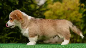 вельш корги пемброк от заводчика — рыже-белый кобель с выставочным потенциалом