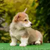 Редкий окрас вельш корги пемброк — рыже-белый кобель стандартного размера