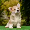 Умные и ласковые щенки вельш корги пемброк — рыже-белый кобель с живым характером
