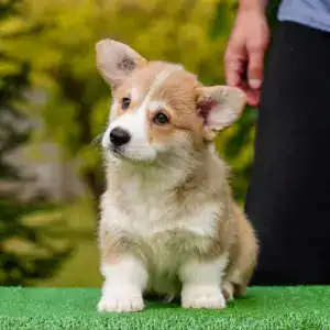 Купить щенка вельш корги пемброк с прививками — рыже-белый кобель от чемпионов