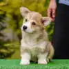 Мини/стандарт/королевский размер — рыже-белый щенок корги пемброк с документами