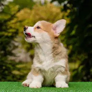 Ваш будущий друг уже ждет! Щенок корги пемброк рыже-белого окраса с документами