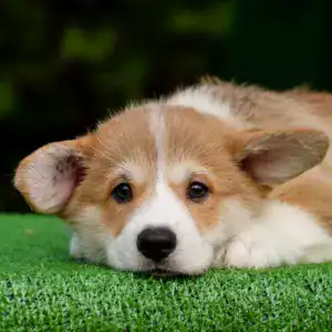 Здоровые малыши вельш корги пемброк от чемпионов — рыже-белый кобель для семьи