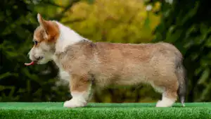 вельш корги пемброк от заводчика — рыже-белый кобель с выставочным потенциалом