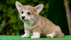 Щенки вельш корги пемброк с документами — рыже-белый кобель стандартного размера
