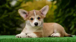 Чистокровные щенки вельш корги пемброк — рыже-белый кобель для выставок