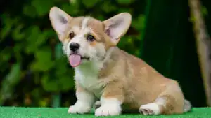Умные и ласковые щенки вельш корги пемброк — рыже-белый кобель для семьи