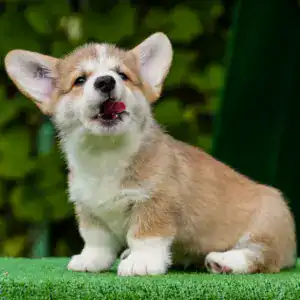 Ваш будущий друг уже ждет! Щенок корги пемброк рыже-белого окраса с документами