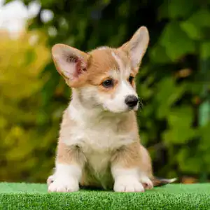 вельш корги пемброк для семьи/выставок — рыже-белый кобель с прививками