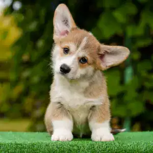 Мини/стандарт/королевский размер — рыже-белый щенок корги пемброк с документами