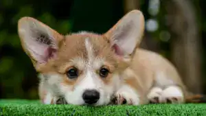 Купить щенка вельш корги пемброк с прививками — рыже-белый кобель для семьи