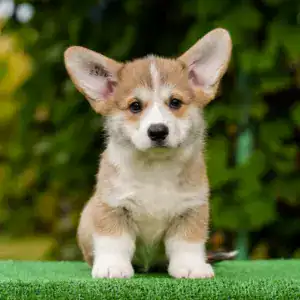 Редкий окрас вельш корги пемброк — рыже-белый кобель от чемпионов