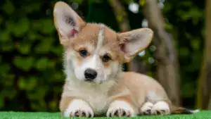 Здоровые малыши вельш корги пемброк от чемпионов — рыже-белый кобель