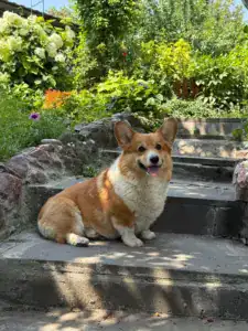 CLAN IRONHORN ALEKSANDR MAKKUIN — вельш корги пемброк на летнем отдыхе 2025