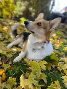 CLAN IRONHORN BAGIRA — рыжая вельш корги пемброк в золотой осенней листве, задумчивый взгляд вдаль