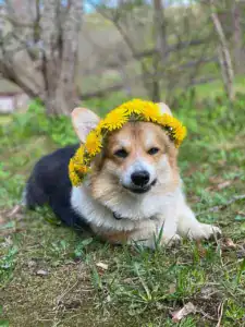 CLAN IRONHORN BAGIRA — вельш корги пемброк в венке из одуванчиков на фоне весеннего луга