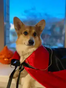 CLAN IRONHORN BAGIRA — вельш корги пемброк в чёрной хеллоуинской накидке, мистическая поза с тыквой