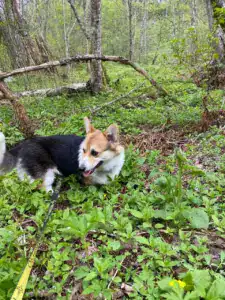 CLAN IRONHORN BAGIRA — вельш корги пемброк резвится среди полевых цветов в солнечный день