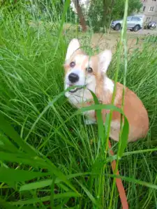 CLAN IRONHORN BOLIVIYSKAYA BABOCHKA N/B — вельш корги пемброк на летнем отдыхе 2025