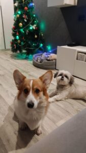 CLAN IRONHORN BAMBINO STAR: выпускница питомника, отмечающая Новый 2025 год