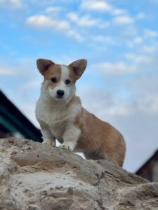 CLAN IRONHORN GENRIETA GOLDY (Джесси) осваивается на новой территории — первые открытия