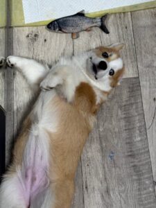 CLAN IRONHORN GENRIETA GOLDY (Джесси) исследует новую территорию