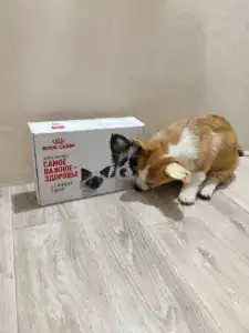 CLAN IRONHORN GANS BLASE (Платон) — рыже-белый щенок корги играет с мячом в новом доме