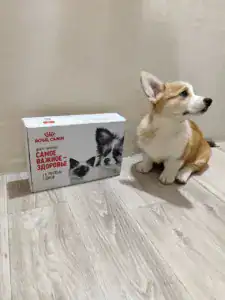 CLAN IRONHORN GANS BLASE (Платон) — рыже-белый корги исследует новый дом в первый день