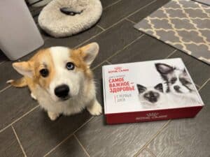 CLAN IRONHORN GENRIETA GOLDY в новом доме после встречи с котом