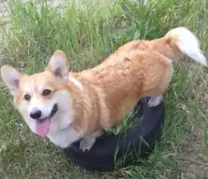 CLAN IRONHORN VASILEVS CESAR — рыже-белый вельш корги пемброк 2022 года у озера, любуется пейзажем