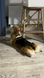 CLAN IRONHORN VETANA — рыже-белая вельш корги пемброк 2022 года дремлет в корзинке с пледом