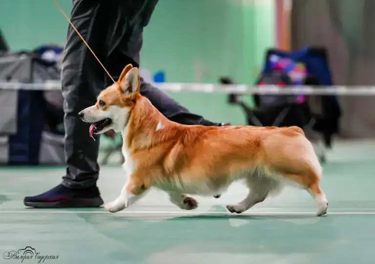 Буня (GREAT SOFI HIMERA) на выставке «БЕРЕГИНЯ» в Воронеже, поддерживает свою дочь Глашу (CLAN IRONHORN GERMIONA ROSE)