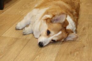 CLAN IRONHORN BARBRA STREISAND отдыхает дома