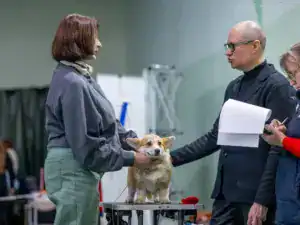 Глаша (CLAN IRONHORN GERMIONA ROSE) на выставке «БЕРЕГИНЯ» в Воронеже