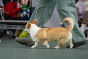 Глаша (CLAN IRONHORN GERMIONA ROSE) под экспертизой Михаила Кремнёва