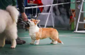 Глаша (CLAN IRONHORN GERMIONA ROSE) среди участников выставки «БЕРЕГИНЯ»