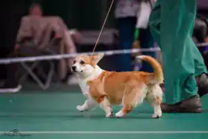 Глаша (CLAN IRONHORN GERMIONA ROSE) — BOB baby на выставке «БЕРЕГИНЯ»