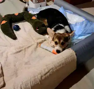 CLAN IRONHORN GRETA STAR (Грета) в окружении игрушек в новом доме