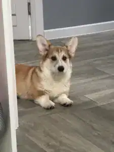 Вельш-корги пемброк CLAN IRONHORN GROSSMAN ROY отдыхает в новом доме