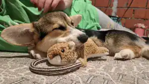 CLAN IRONHORN GRETA STAR (Грета) расслабляется в новом доме