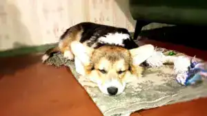 Гарри (CLAN IRONHORN GARFIELD SKY) отдыхает дома после ярких впечатлений