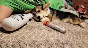 CLAN IRONHORN GRETA STAR (Грета) отдыхает в новом доме