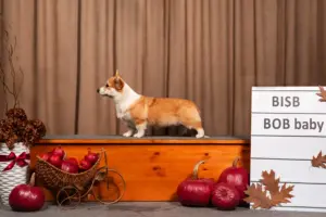 Глаша (CLAN IRONHORN GERMIONA ROSE) — перспективная участница выставки «БЕРЕГИНЯ»