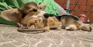 CLAN IRONHORN GRETA STAR (Грета) привыкает к новому дому