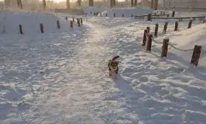 Гарри (CLAN IRONHORN GARFIELD SKY) в снежном Якутске