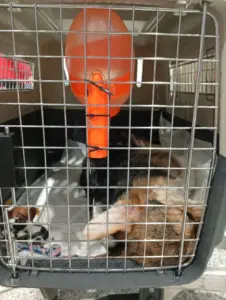 Гарри (CLAN IRONHORN GARFIELD SKY) — вельш-корги в пути из Воронежа в Якутск