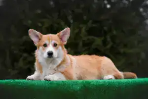 CLAN IRONHORN GRISHA WOLF отдыхает, лёжа на боку — расслабленная поза 5-месячного кобеля