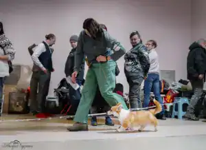 Энергичное движение Глаши (CLAN IRONHORN GERMIONA ROSE) на ринге на монопородной выставке „ВЕЛЬШ КОРГИ ПЕМБРОК“ РАНГ КЧК в Воронеже 13 декабря 2025 года