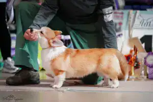 Глаша (CLAN IRONHORN GERMIONA ROSE) в стойке на ринге на монопородной выставке „ВЕЛЬШ КОРГИ ПЕМБРОК“ РАНГ КЧК в Воронеже 13 декабря 2025 года